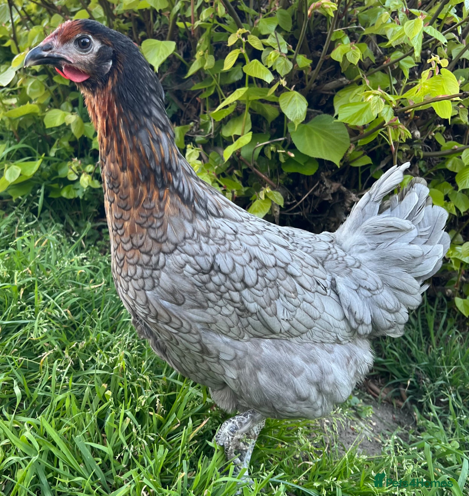 Chickens poultry 14x POL Hybrid Hens for sale in Hounslow! - Advert 1