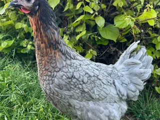 Chickens poultry 14x POL Hybrid Hens for sale in Hounslow! - Advert 2