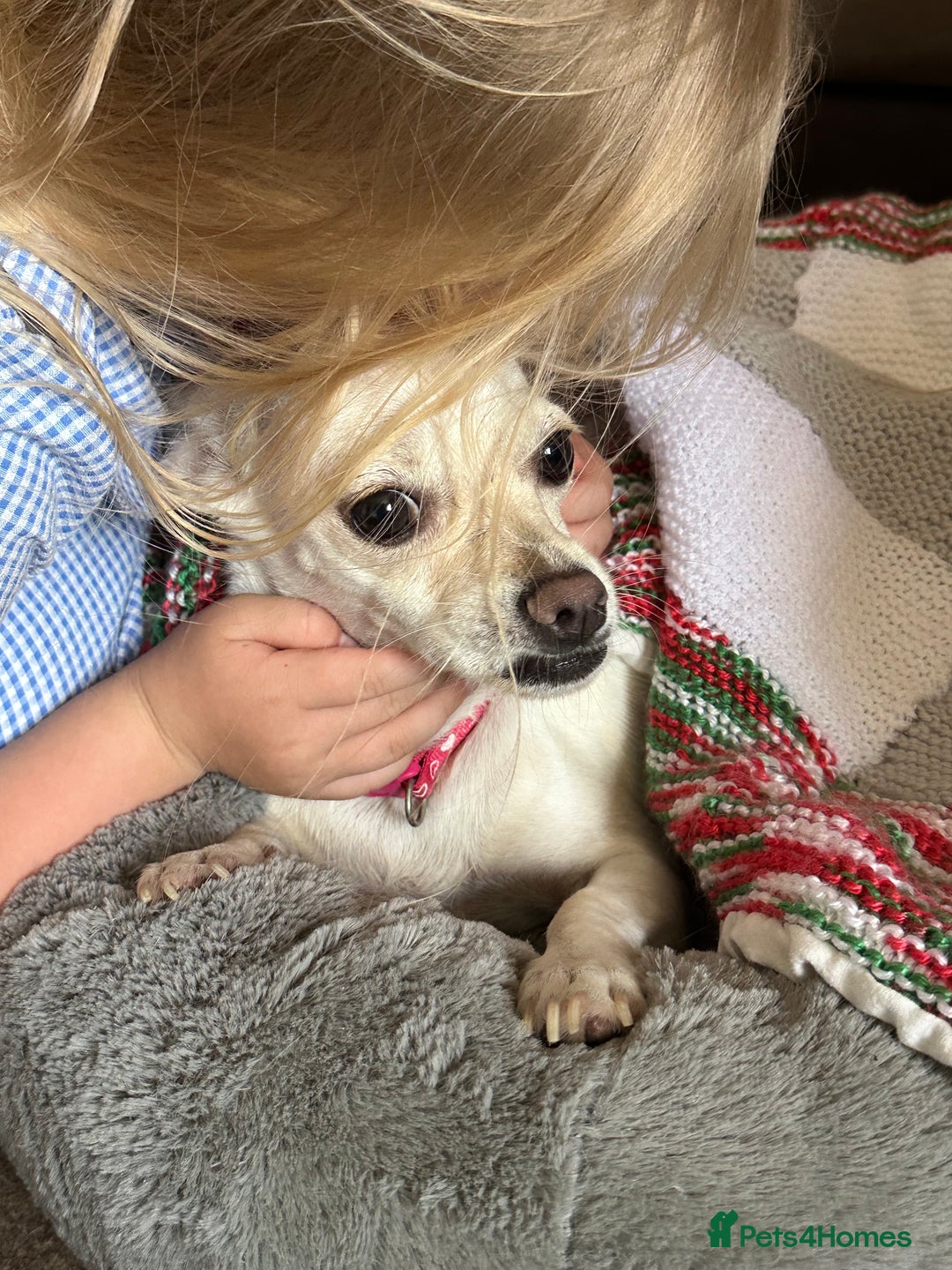 Chihuahua dogs for sale: Nova, Chihuahua - Advert 4