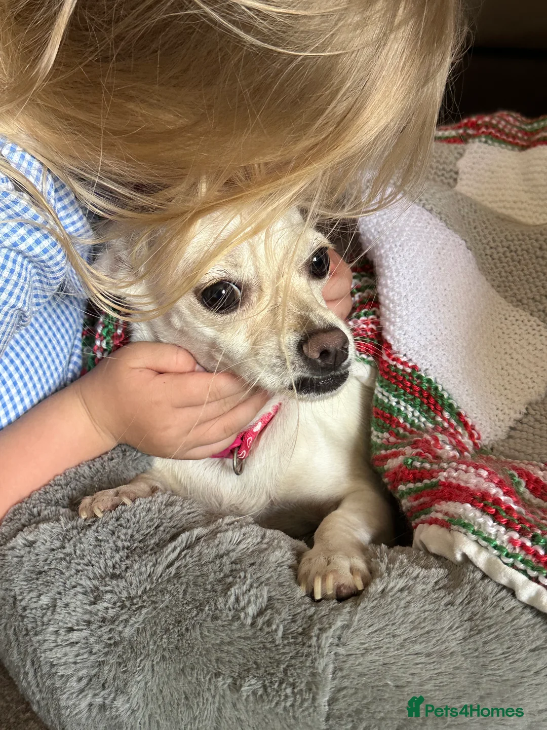 Chihuahua dogs for sale: Nova, Chihuahua - Advert 4