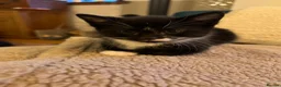 Mixed Breed cats for sale: 2 Tuxedo Tabby Boys in Shifnal - Advert 18