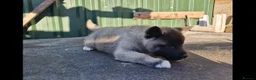 Akita dogs for sale: Adorable American akita puppys - Advert 6