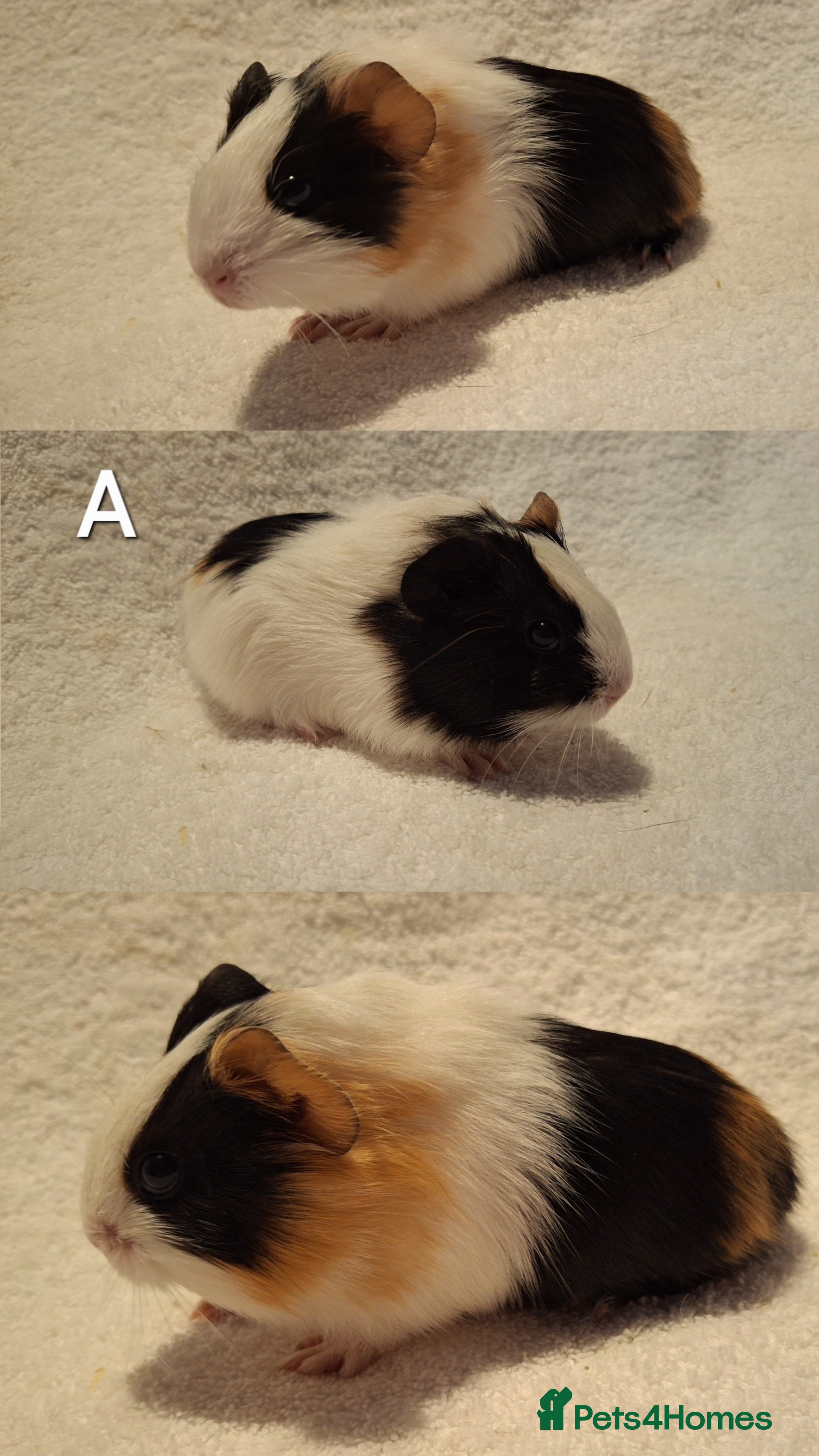 Guinea Pig rodents Various ages guinea pigs looking for new home 🏡  - Advert 14