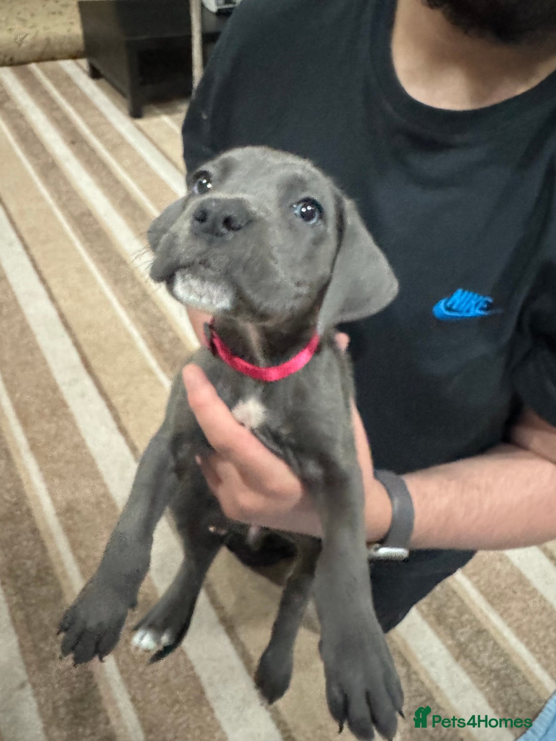 Cane Corso dogs for sale: Pure Pedigree Cane Corso Puppies - Image 6