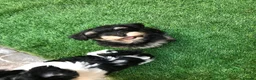 Havanese dogs for sale: Stunning Havanese puppies  in Bournemouth - Advert 7