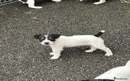 Jack Russell dogs for sale: Jack Russell dog puppies  - Image 1