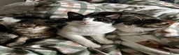 Mixed Breed cats for sale: bonded trio to go together in Huddersfield - Advert 1