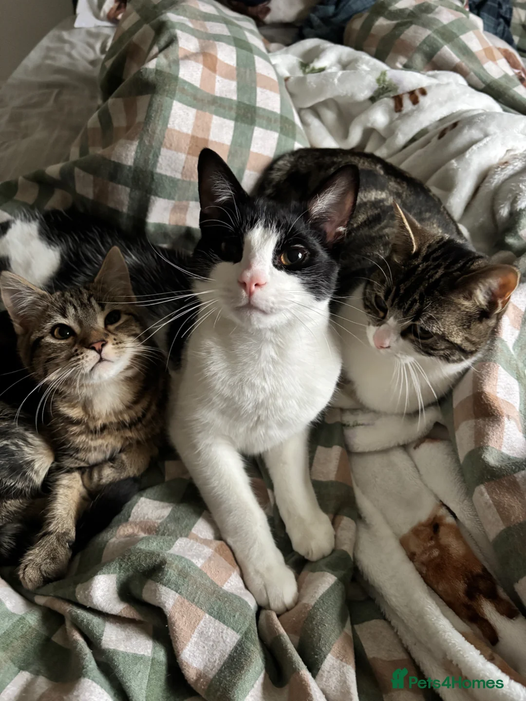 Mixed Breed cats for sale: bonded trio to go together in Huddersfield - Advert 1