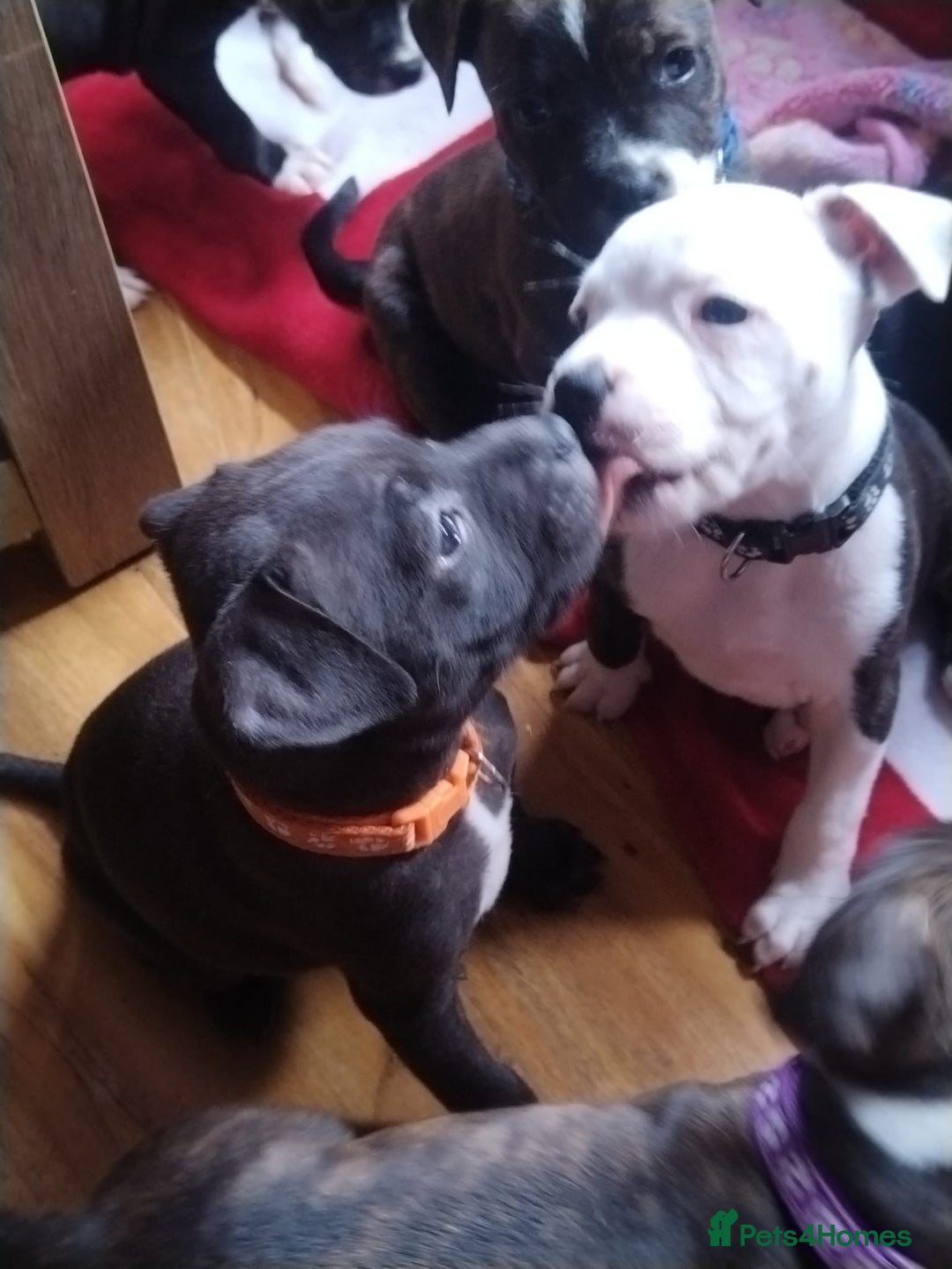 Staffordshire Bull Terrier dogs for sale: Staffordshire bull terrier Puppies  - Image 20
