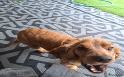 Cocker Spaniel dogs for sale: Cocker Spaniel  - Image 1