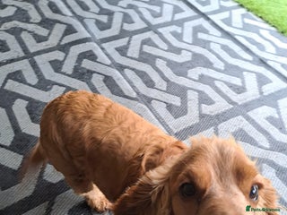 Cocker Spaniel dogs - Advert 1