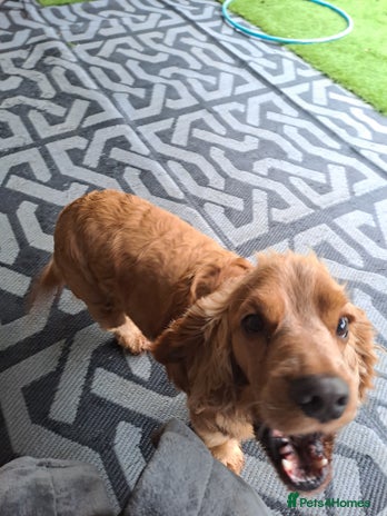 Cocker Spaniel dogs - Advert 4