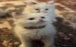 Ragdoll cats for sale: Pure fluffy Ragdoll kittens looking for5 star home - Image 17