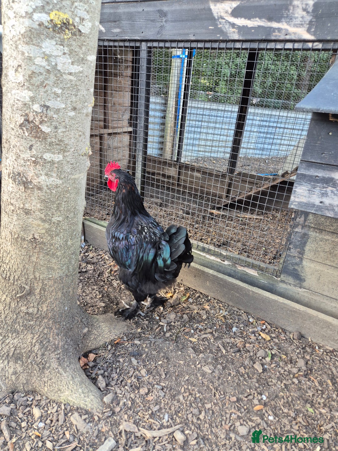 Chickens poultry for sale: Cockerals free to a good home - Image 2