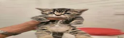 Mixed Breed cats for sale: 💖 Gorgeous British Shorthair Mix Kittens –  🐾 in Peterborough - Advert 22