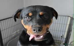 Rottweiler dogs for sale: Rottweiler female 6months - Image 3