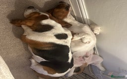 Basset Hound dogs for sale: 2 brothers need a new home :(  - Image 2