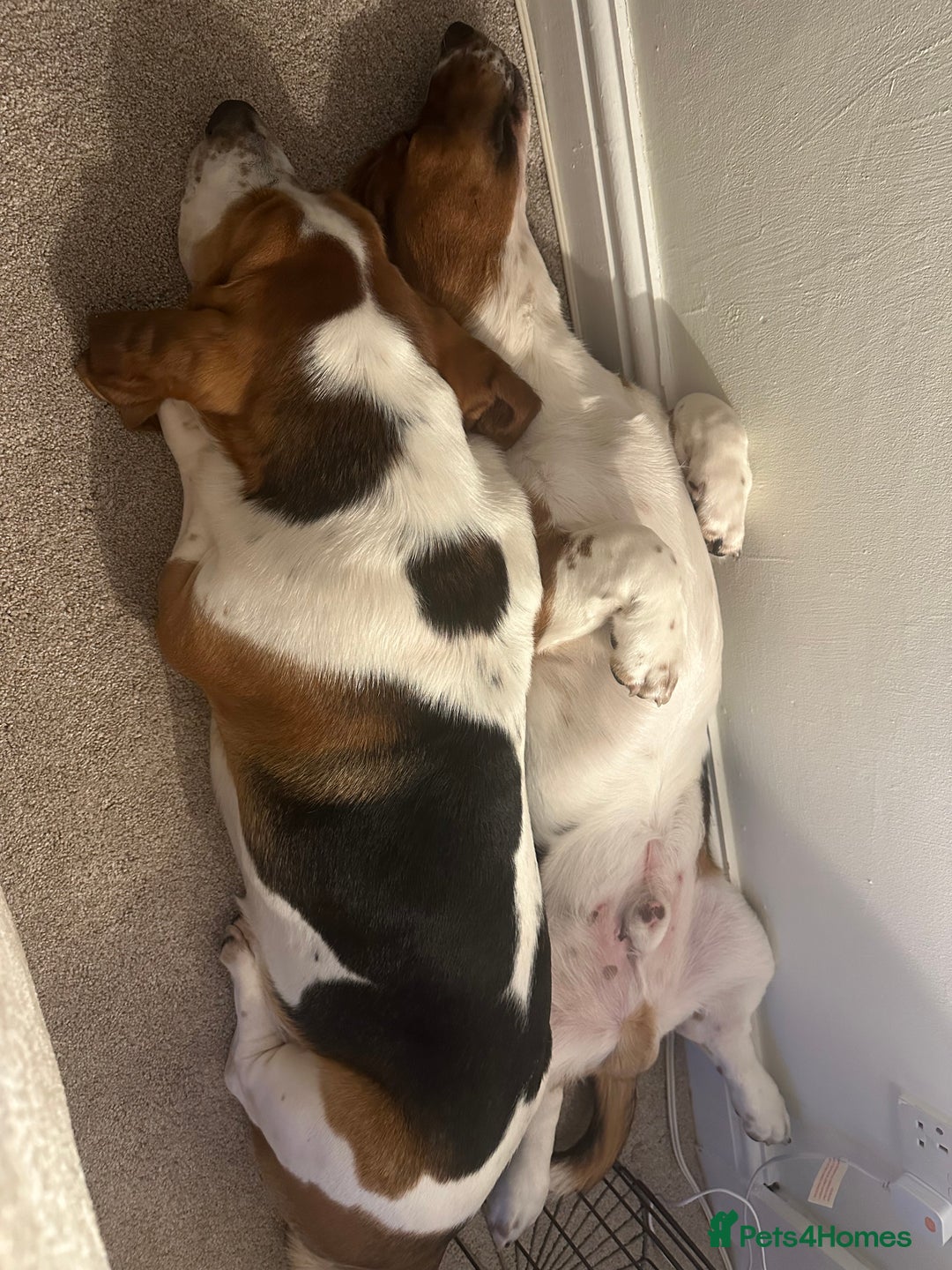 Basset Hound dogs for sale: 2 brothers need a new home :(  - Image 2