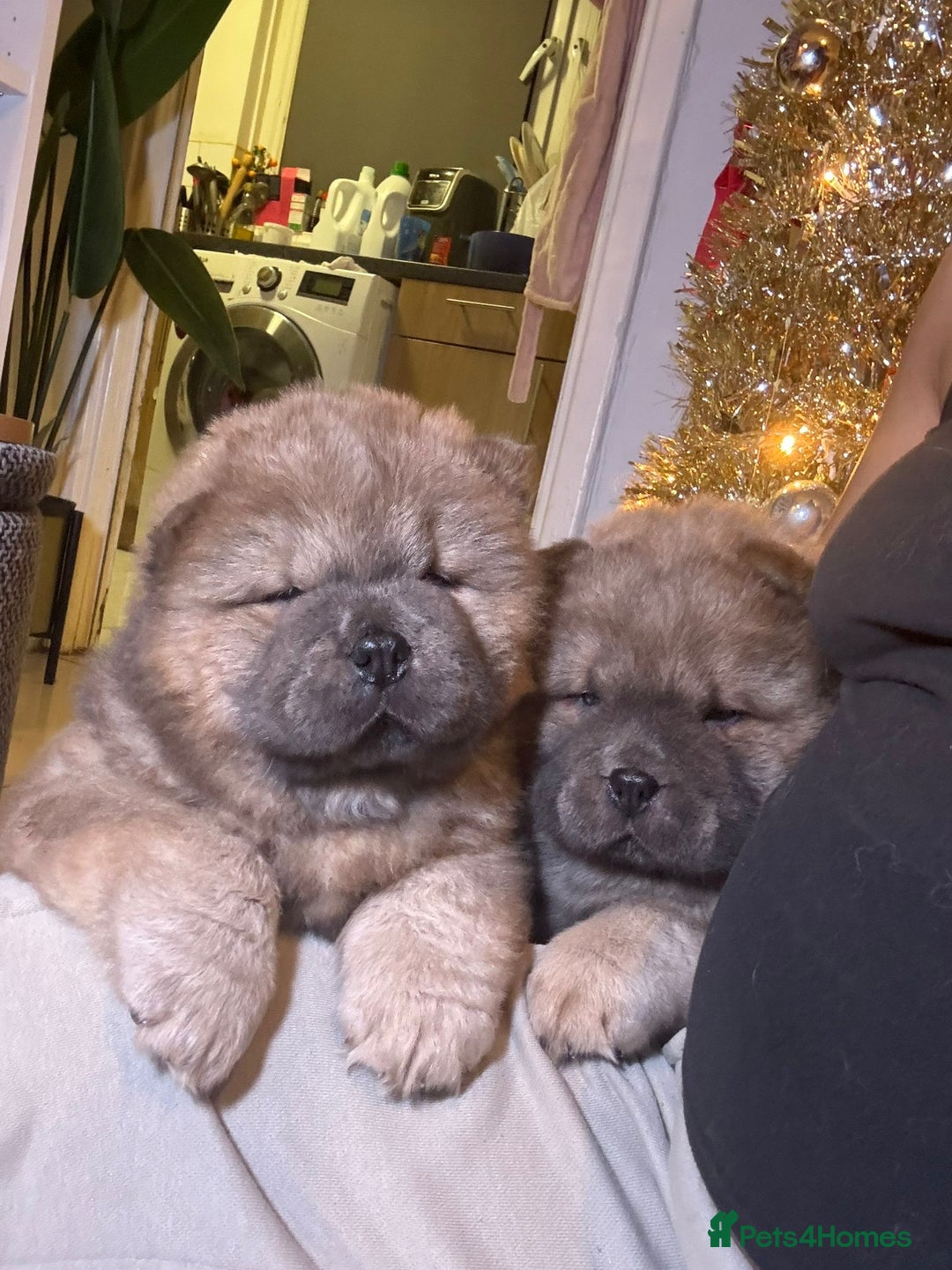 Chow Chow dogs for sale: 1 last Beautiful chows ready to fly   - Advert 3