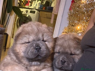 Chow Chow dogs Last 2 chows left ready next week - Advert 5