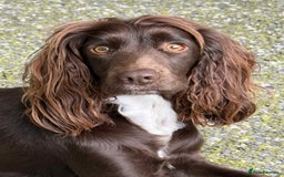 Cocker Spaniel dogs for sale: 🐾 English Cocker spaniel puppies for sale 🐾 - Advert 6