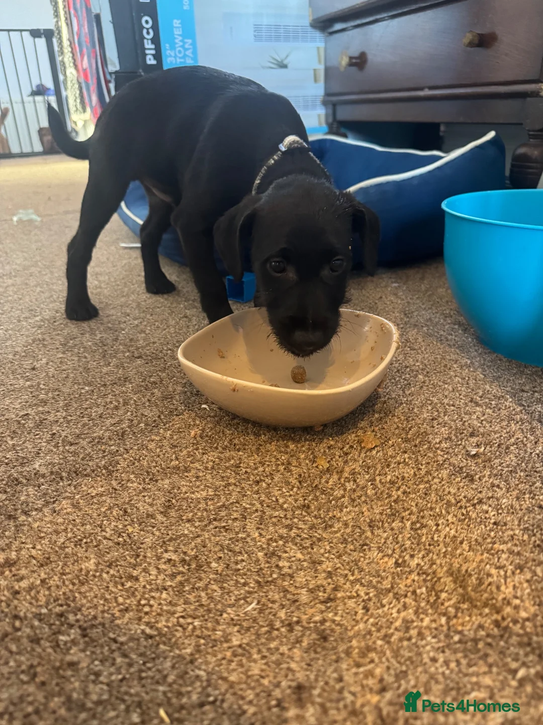 Patterdale Terrier dogs for sale: Maxwell - Advert 1