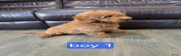 Labradoodle dogs for sale: Adorable F1B Miniature Labradoodle Pups 🐾🩷 - Advert 4