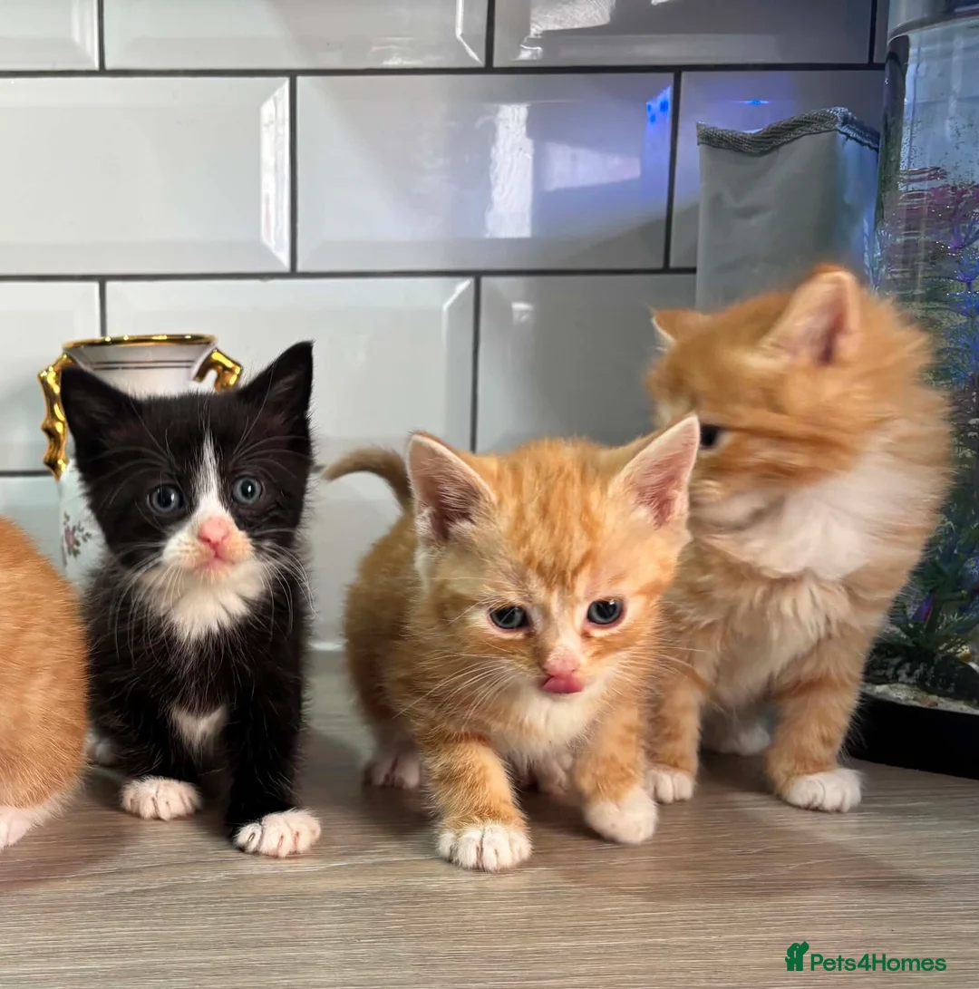 Mixed Breed cats for sale: Beautiful Domestic Shorthair Kittens in Catterick Garrison - Advert 1