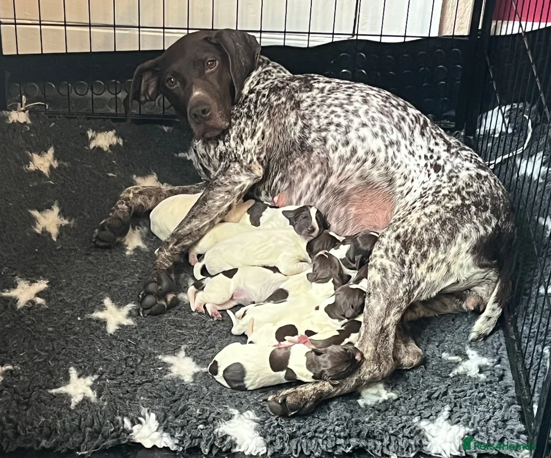 German Shorthaired Pointer dogs for sale: German shorthair pointer puppies - Advert 2