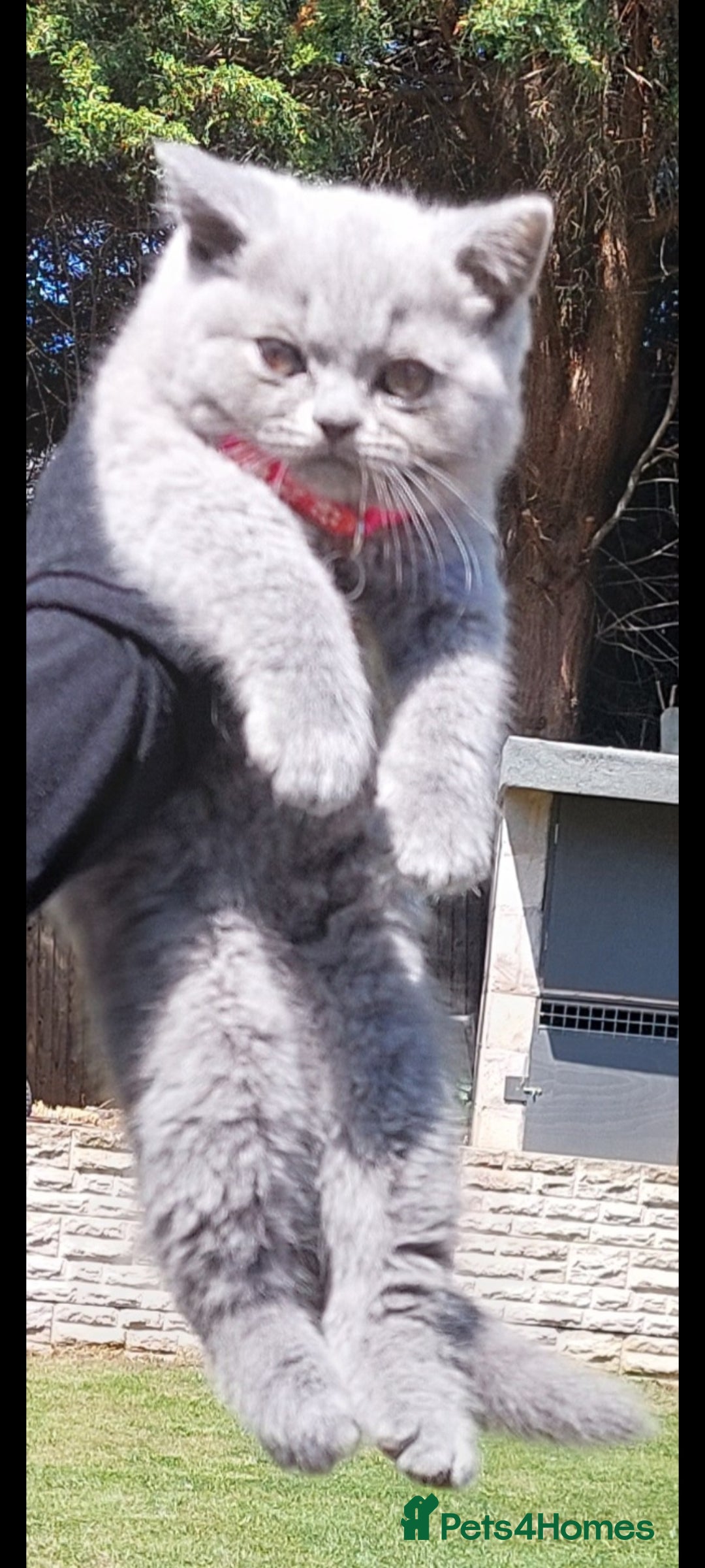 British Shorthair cats for sale: OUTSTANDING🏆PEDIGREE🎖CH SIRED in Dudley - Image 8