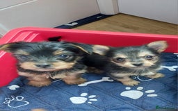 Yorkshire Terrier dogs for sale: YORKSHIRE TERRIER PUPPIES with OWN VET HEALTH CERT - Image 14