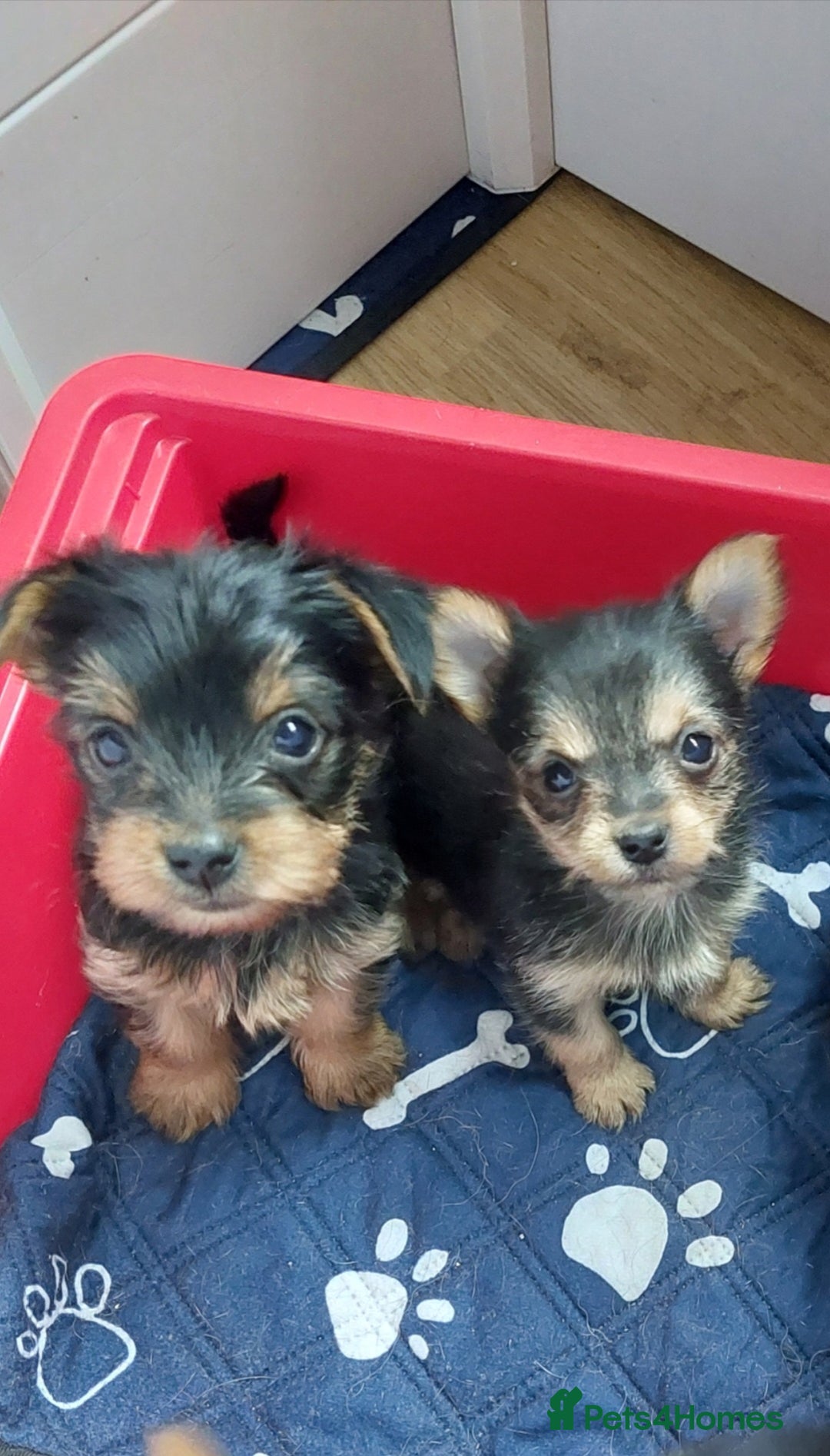 Yorkshire Terrier dogs for sale: YORKSHIRE TERRIER PUPPIES with OWN VET HEALTH CERT - Image 14