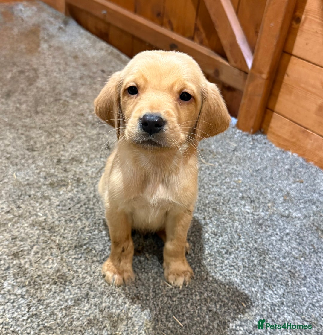 Goldador dogs for sale: Fox red goldadors  - Advert 5