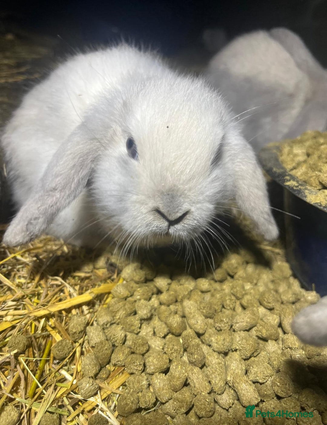 Mini Lop rabbits for sale: beautiful baby mini lops - mixed sex litter - Advert 7