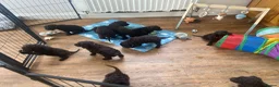 Irish Water Spaniel dogs for sale: Irish Water Spaniels  in Bishop Auckland - Advert 29