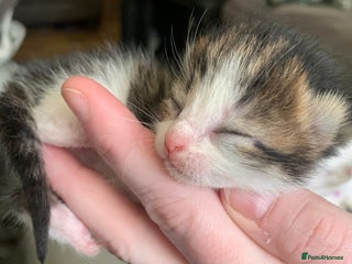 Mixed Breed cats Beautiful litter of kittens all need loving homes - Advert 4