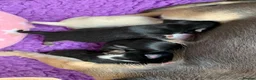 Chihuahua dogs for sale: 5* LICENSED GORGEOUS💕 KC CHIHUAHUA LITTER - Advert 1