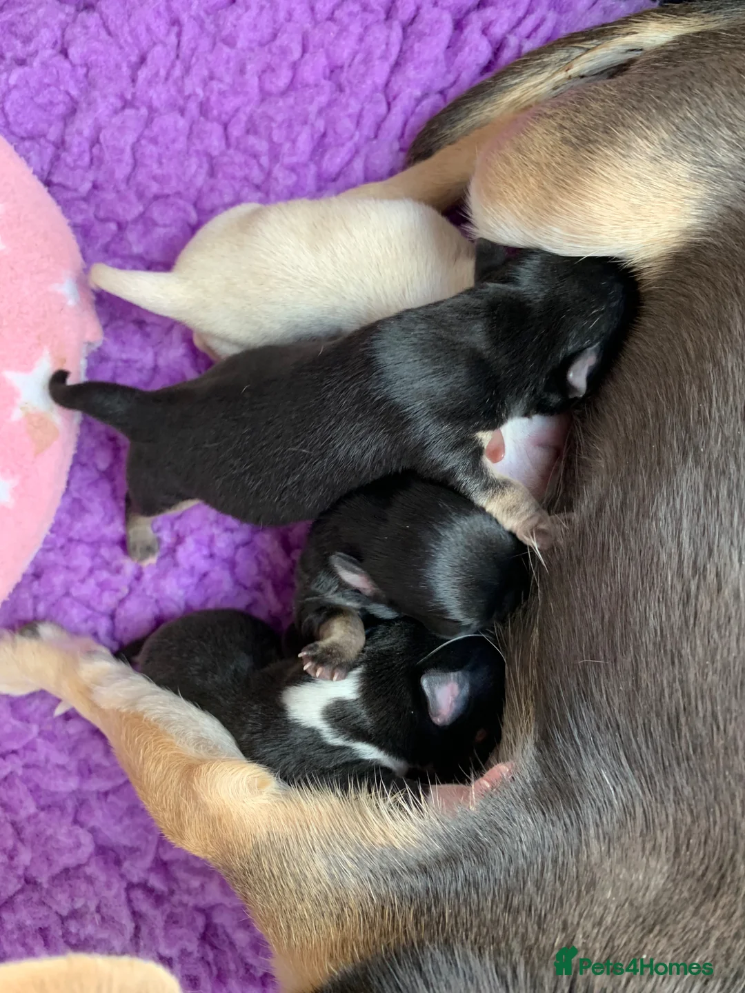 Chihuahua dogs for sale: 5* LICENSED GORGEOUS💕 KC CHIHUAHUA LITTER - Advert 1