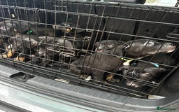 Mixed Breed dogs for sale: Came corso X American bulldog - Advert 4