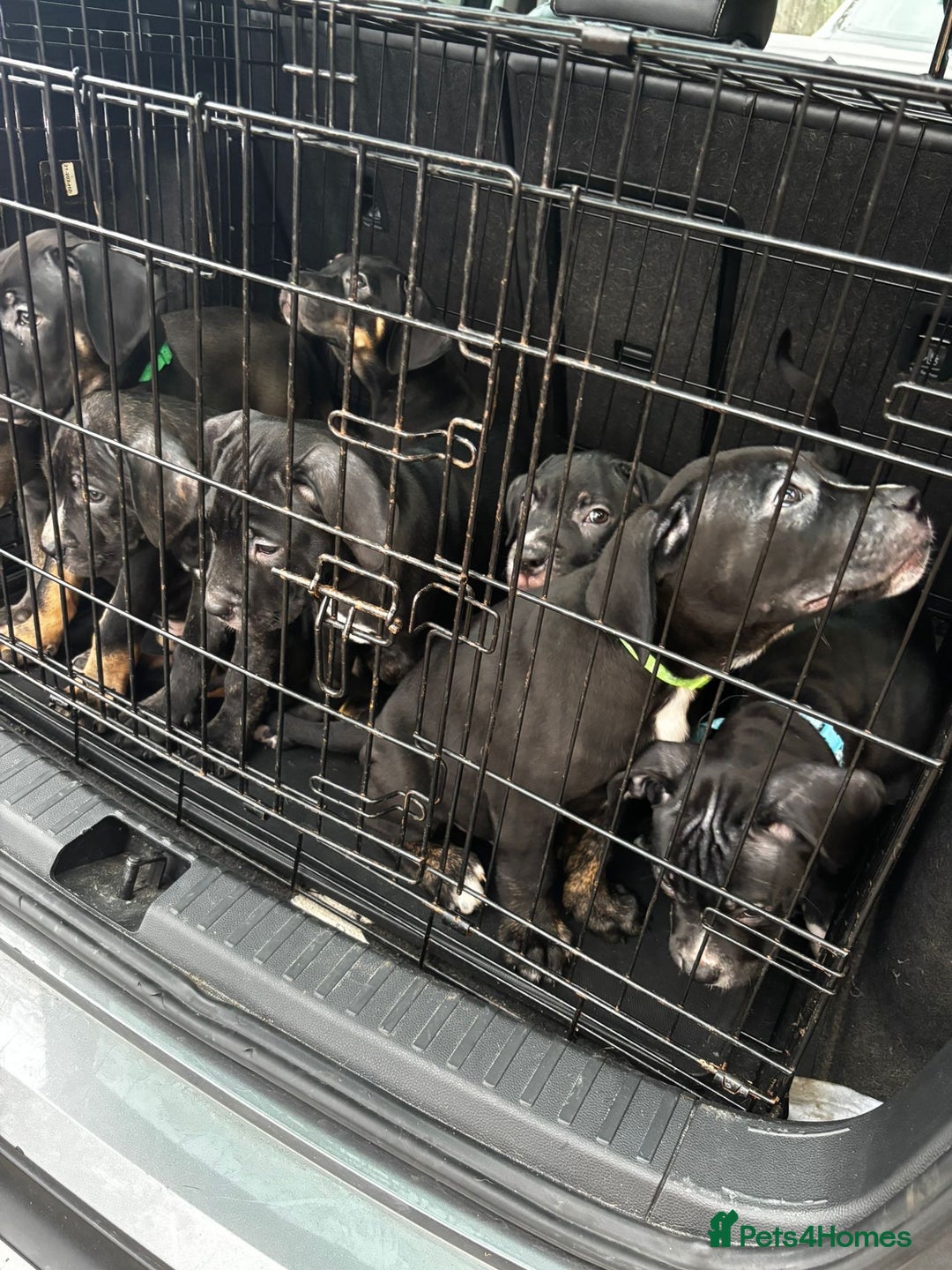 Mixed Breed dogs for sale: Came corso X American bulldog - Advert 4