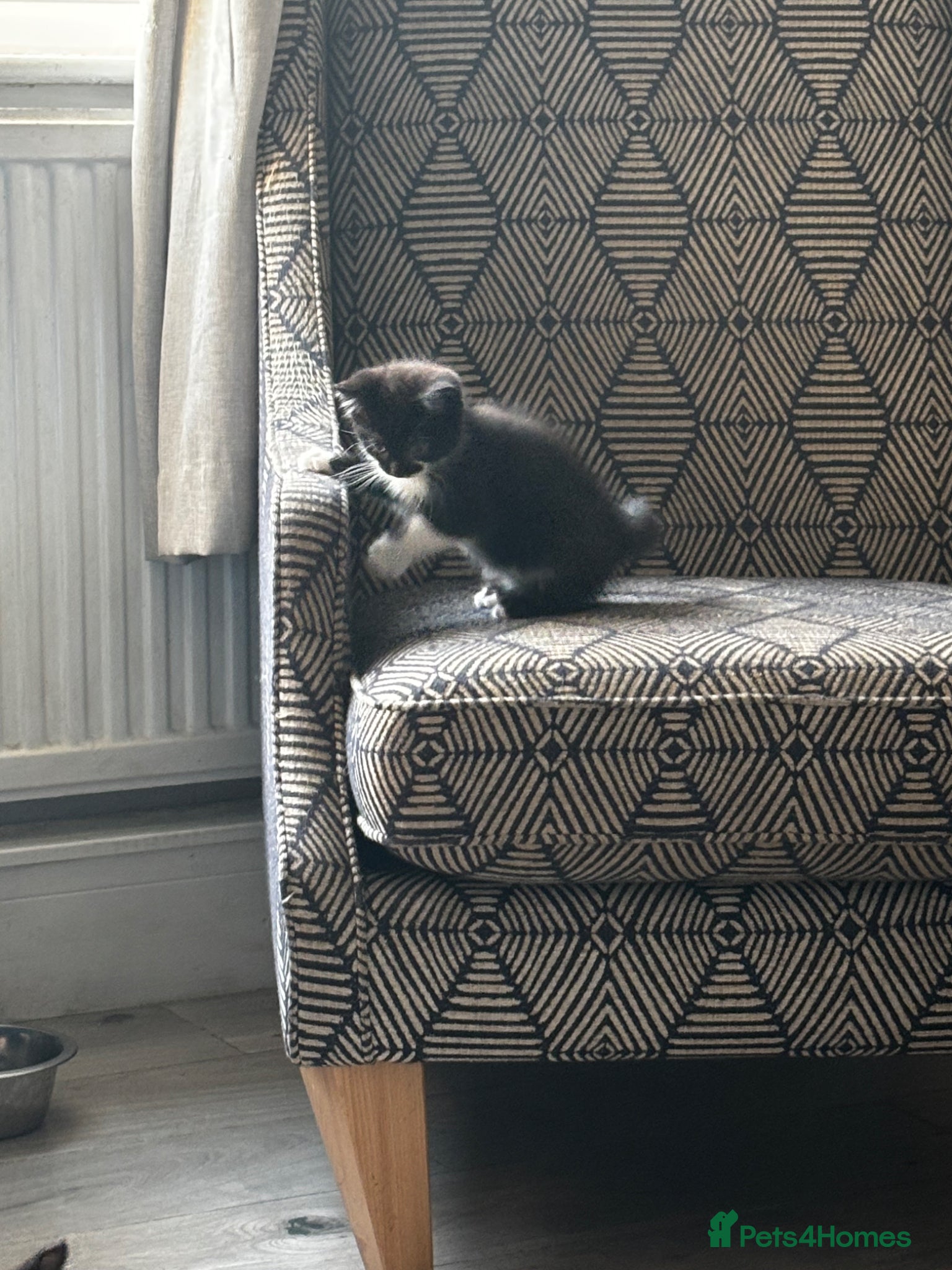 Mixed Breed cats for sale: Kittens for sale in Wigan - Advert 3