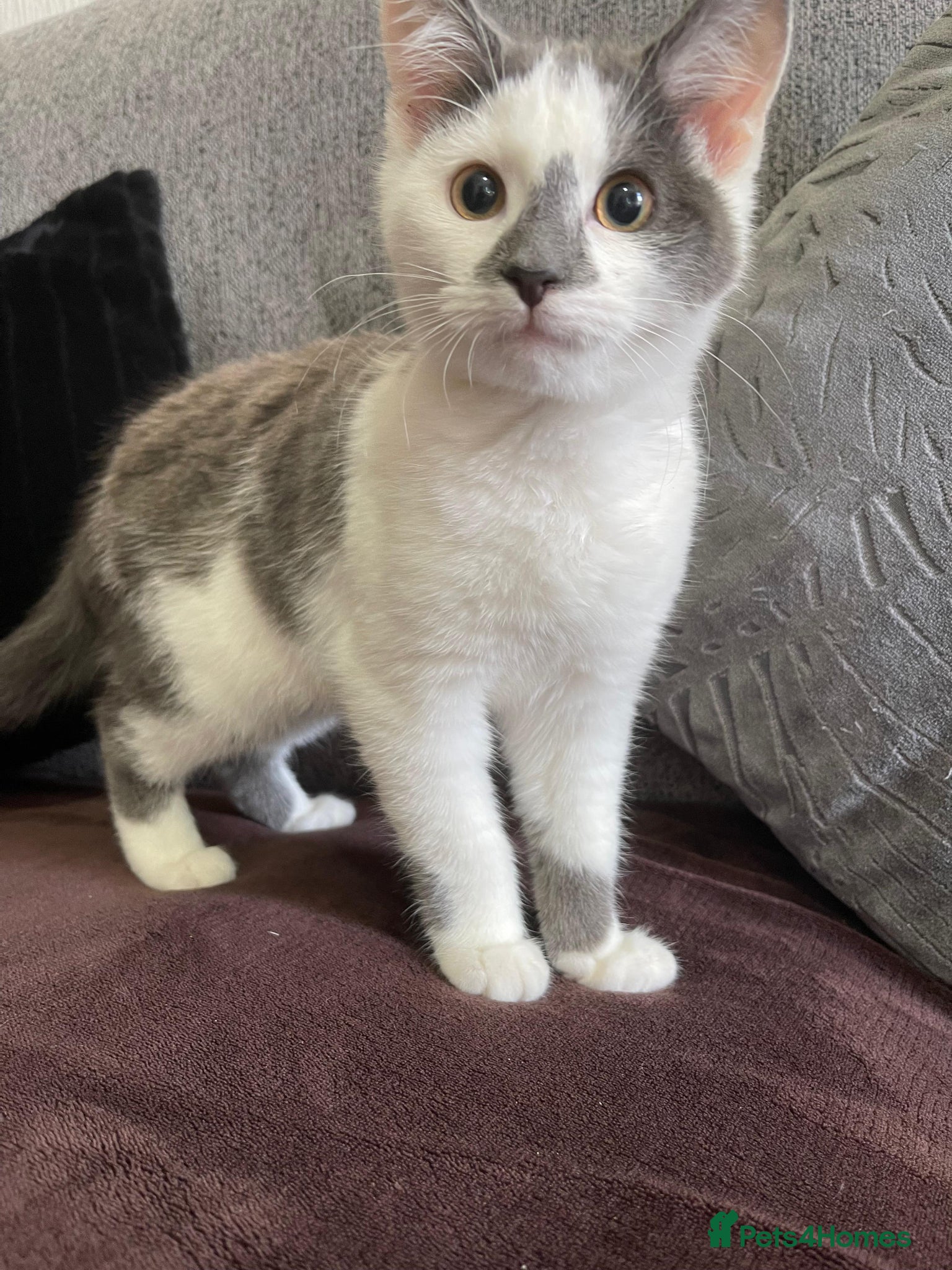 Mixed Breed cats White and Grey Kitten - Advert 1