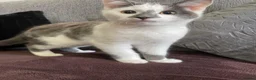 Mixed Breed cats for sale: White and Grey Kitten - Advert 1