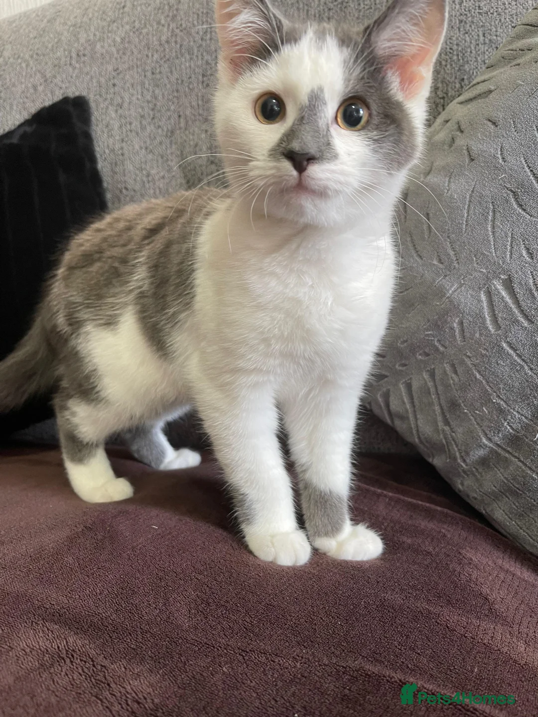 Mixed Breed cats for sale: White and Grey Kitten - Advert 1