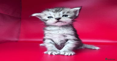 Maine Coon cats - Advert 10