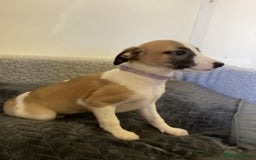 Whippet dogs for sale: Whippet puppies  - Image 5