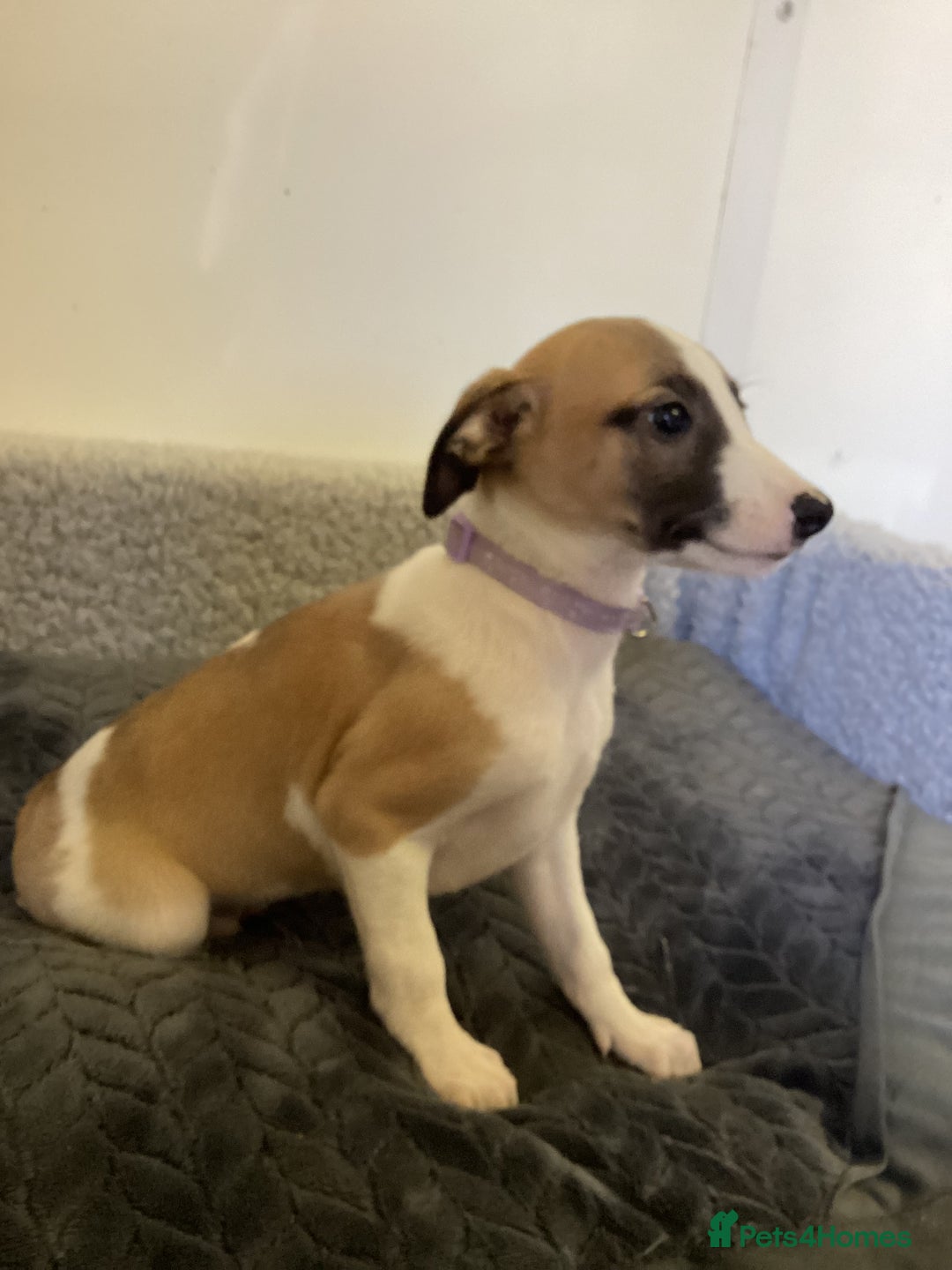 Whippet dogs for sale: Whippet puppies  - Image 5