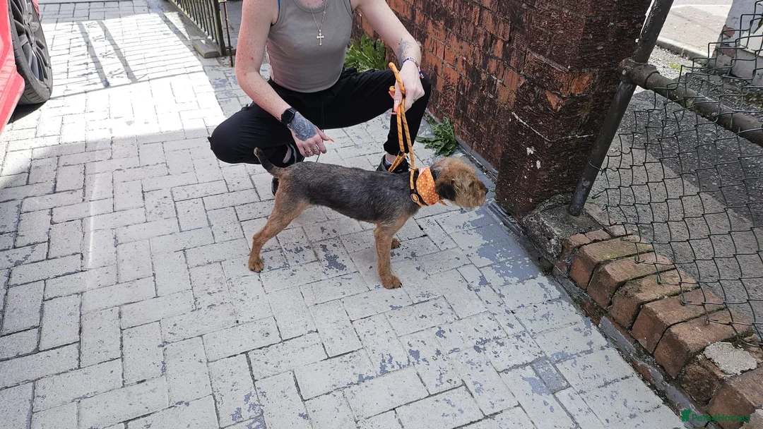 Lakeland Terrier dogs for sale: Lakeland terriers pups in Merthyr Tydfil - Advert 1