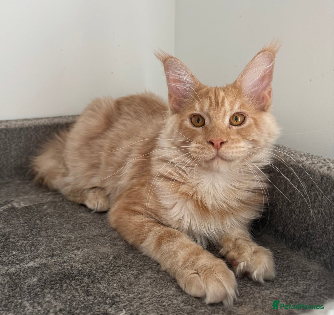 Maine Coon cats for sale: Amazing girl ready to leave.. - Image 7