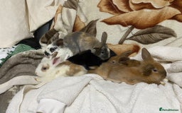 Mixed Breed rabbits for sale: Beautiful Bunnies Ready For New Homes - Advert 20